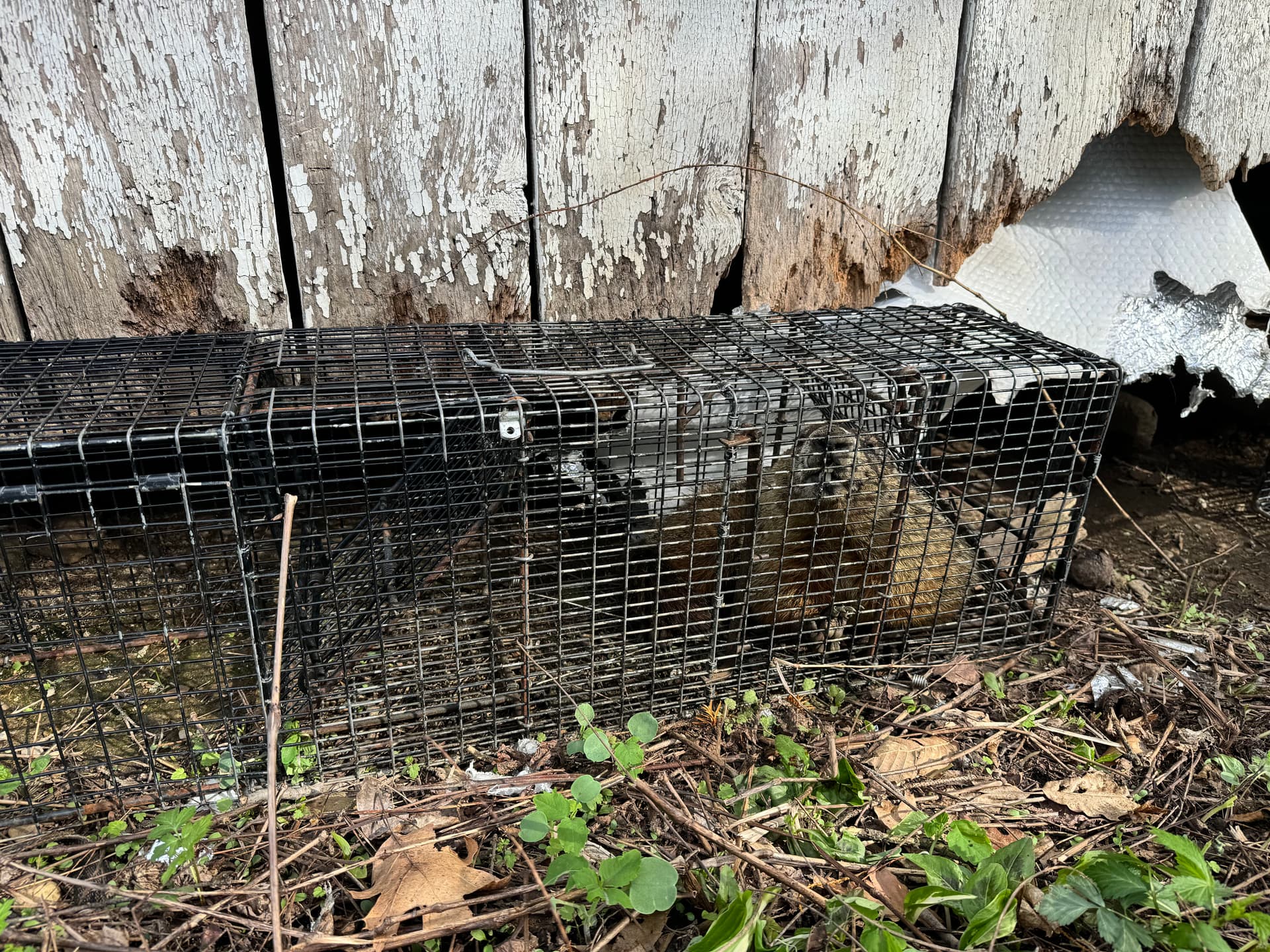 Groundhog Removed From a Shed in Mount Vernon image