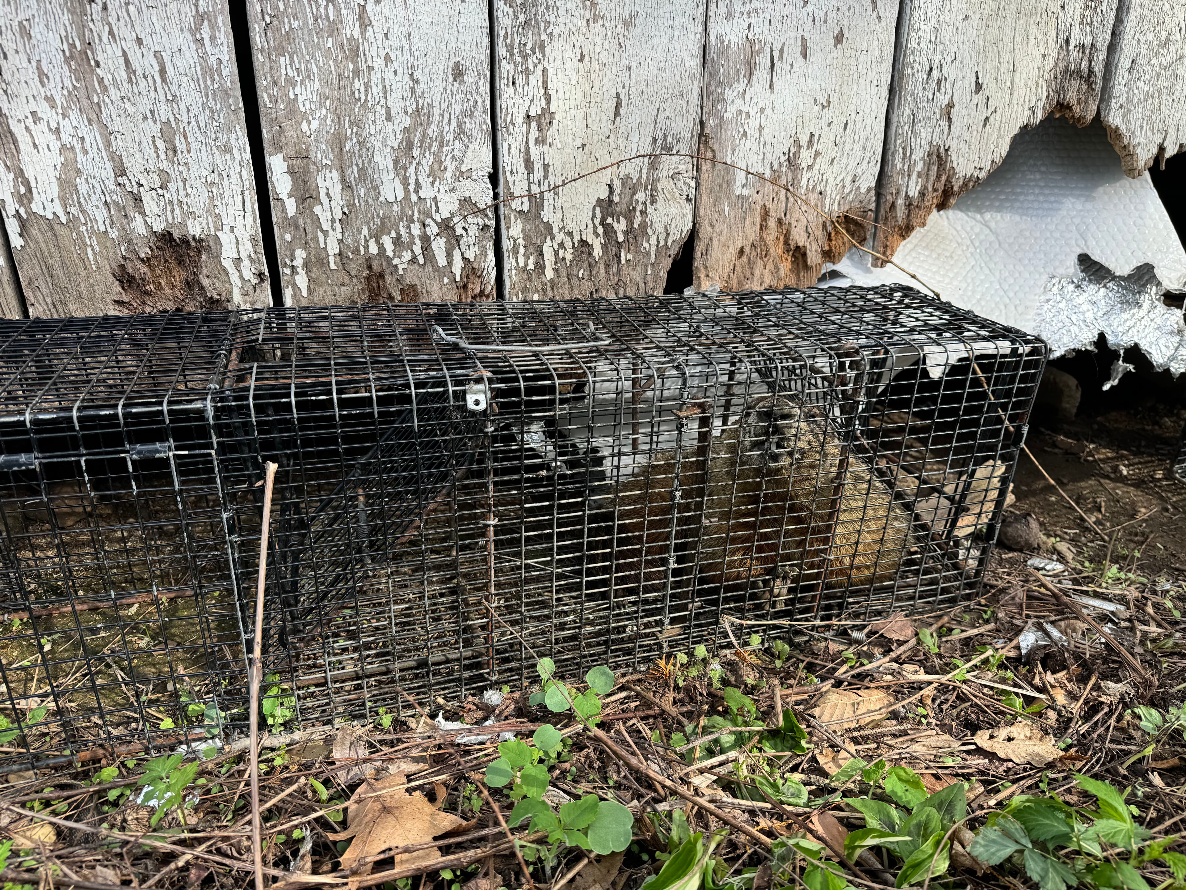 Project Groundhog Removed From a Shed in Mount Vernon image