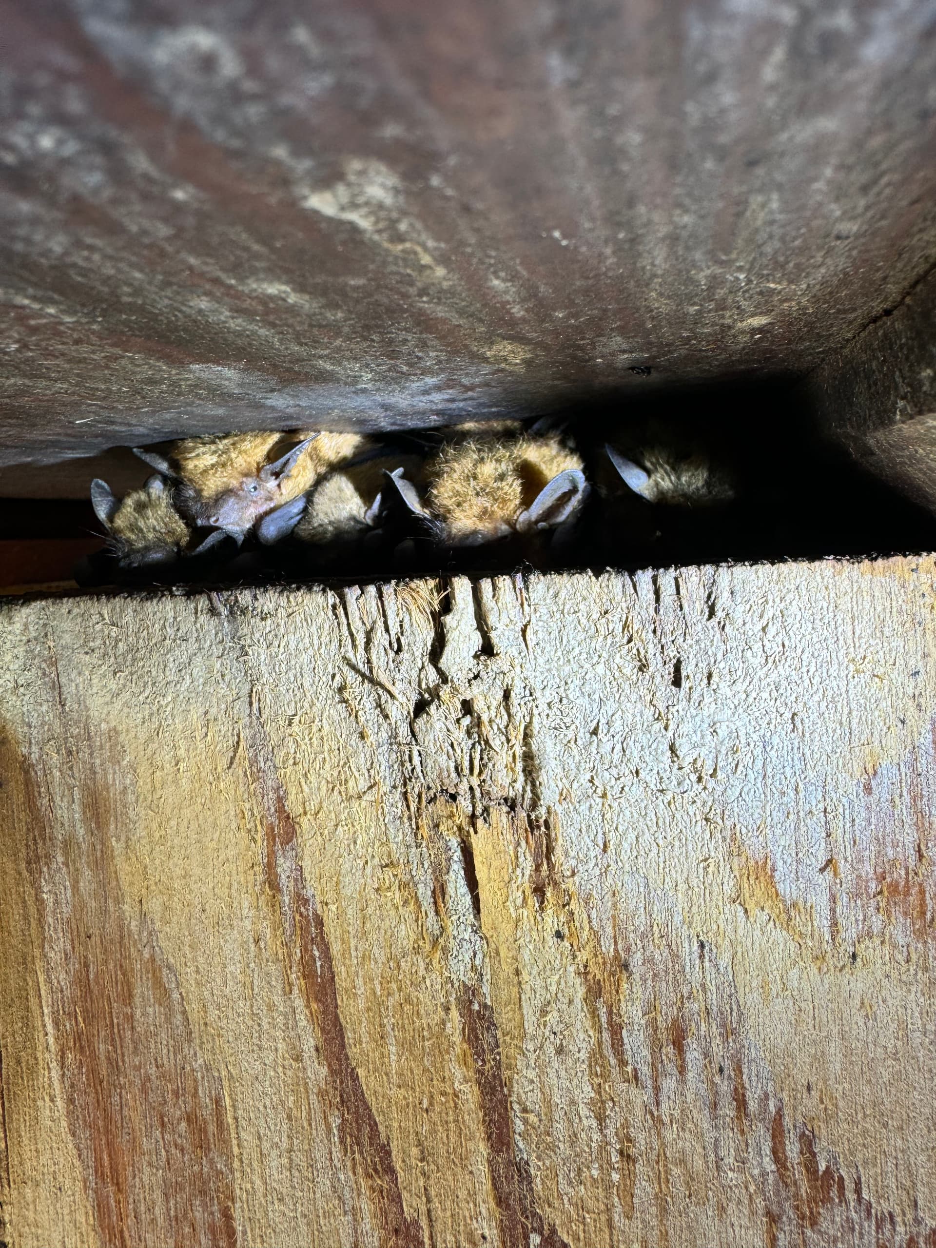 Bats in the Attic Are More Common Than You Think in Sunbury Ohio image