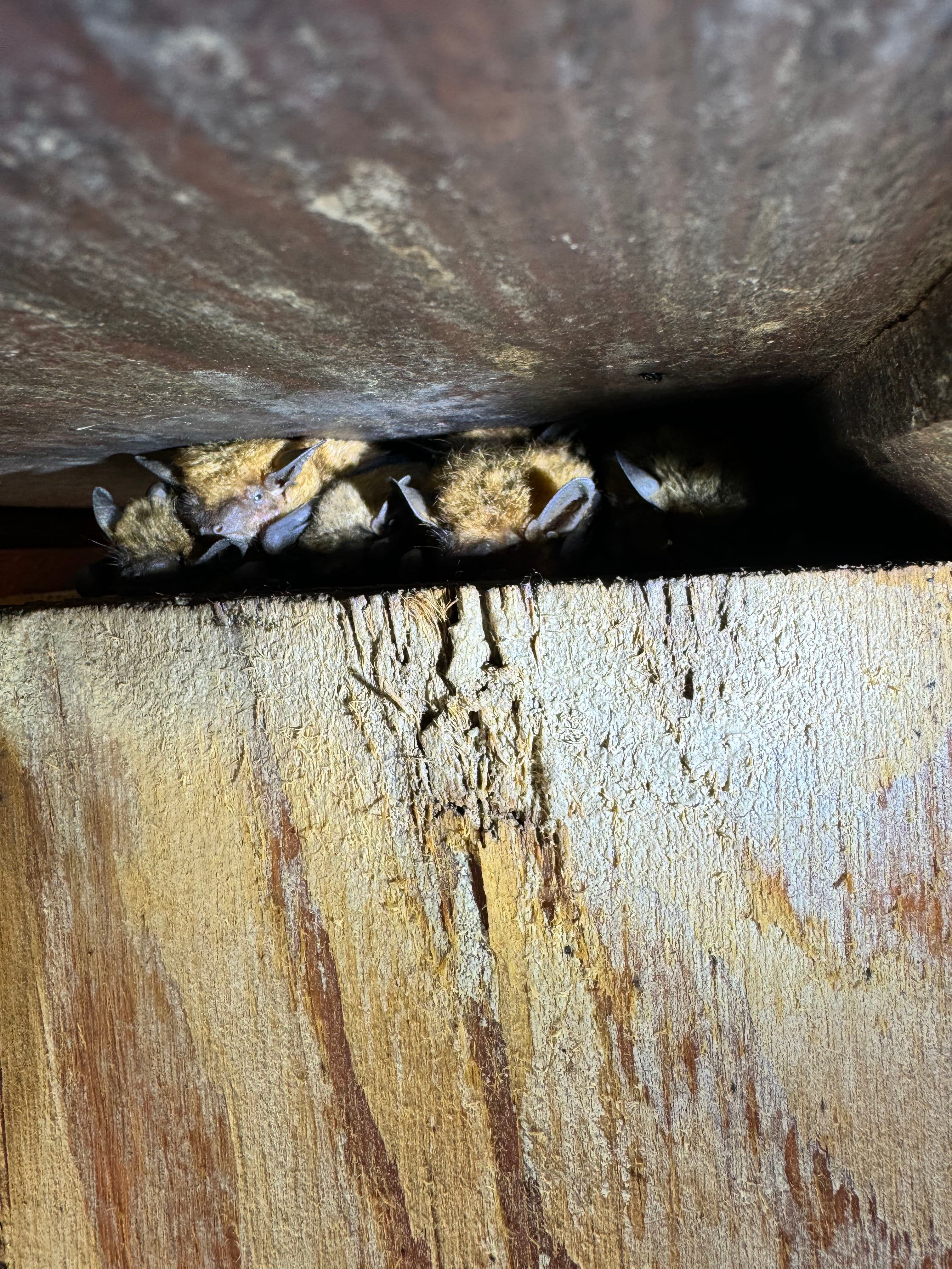 Project Bats in the Attic Are More Common Than You Think in Sunbury Ohio image