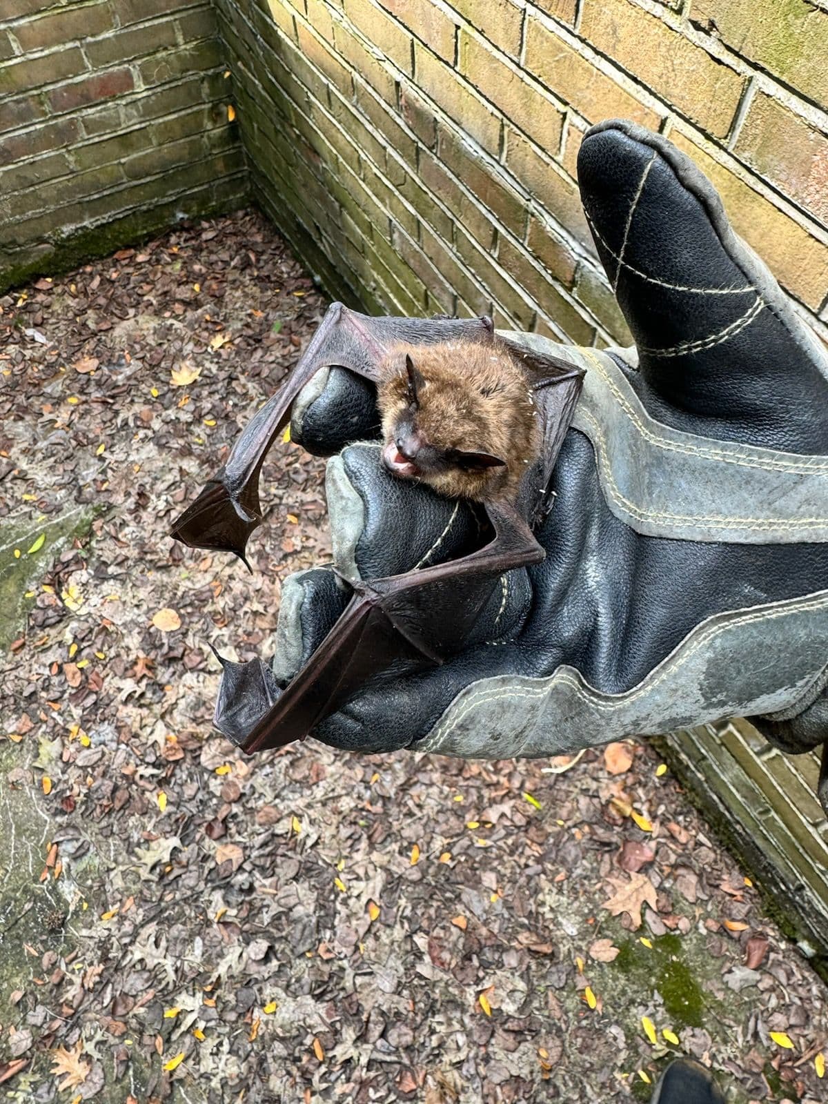 Project Emergency Bat Rescue in Newark Ohio image
