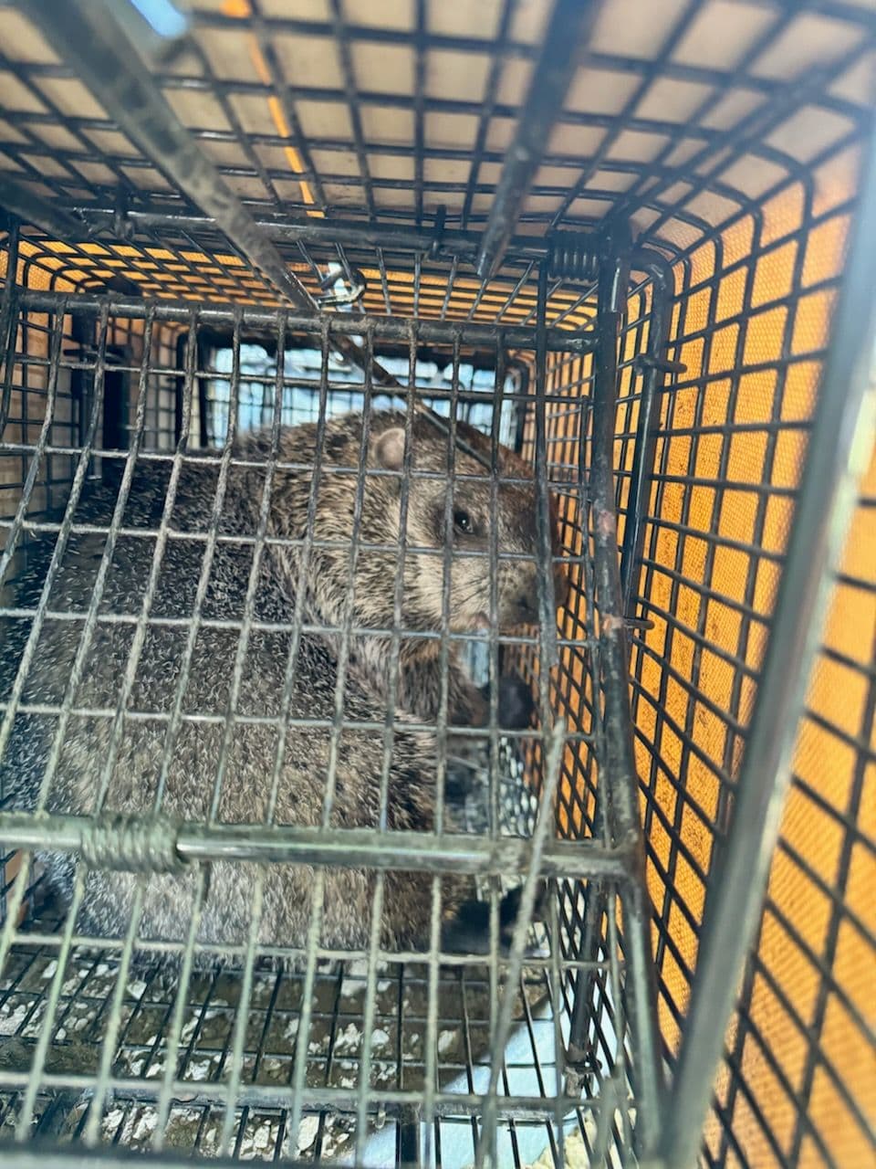 Gallery photos for Safe Groundhog Removal in Delaware Ohio: Image #1