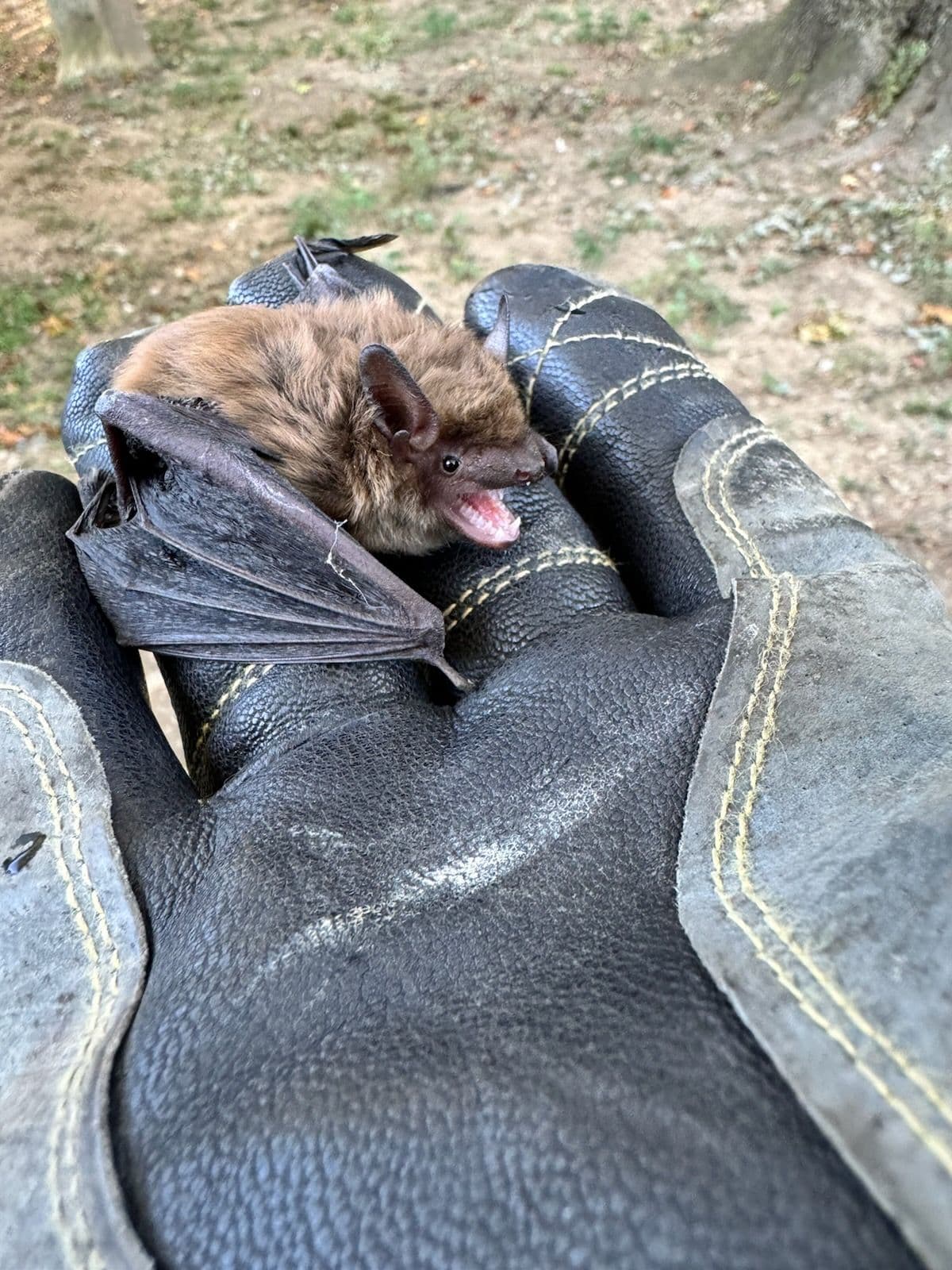 Rapid Bat Removal Service in Mount Vernon Ohio image