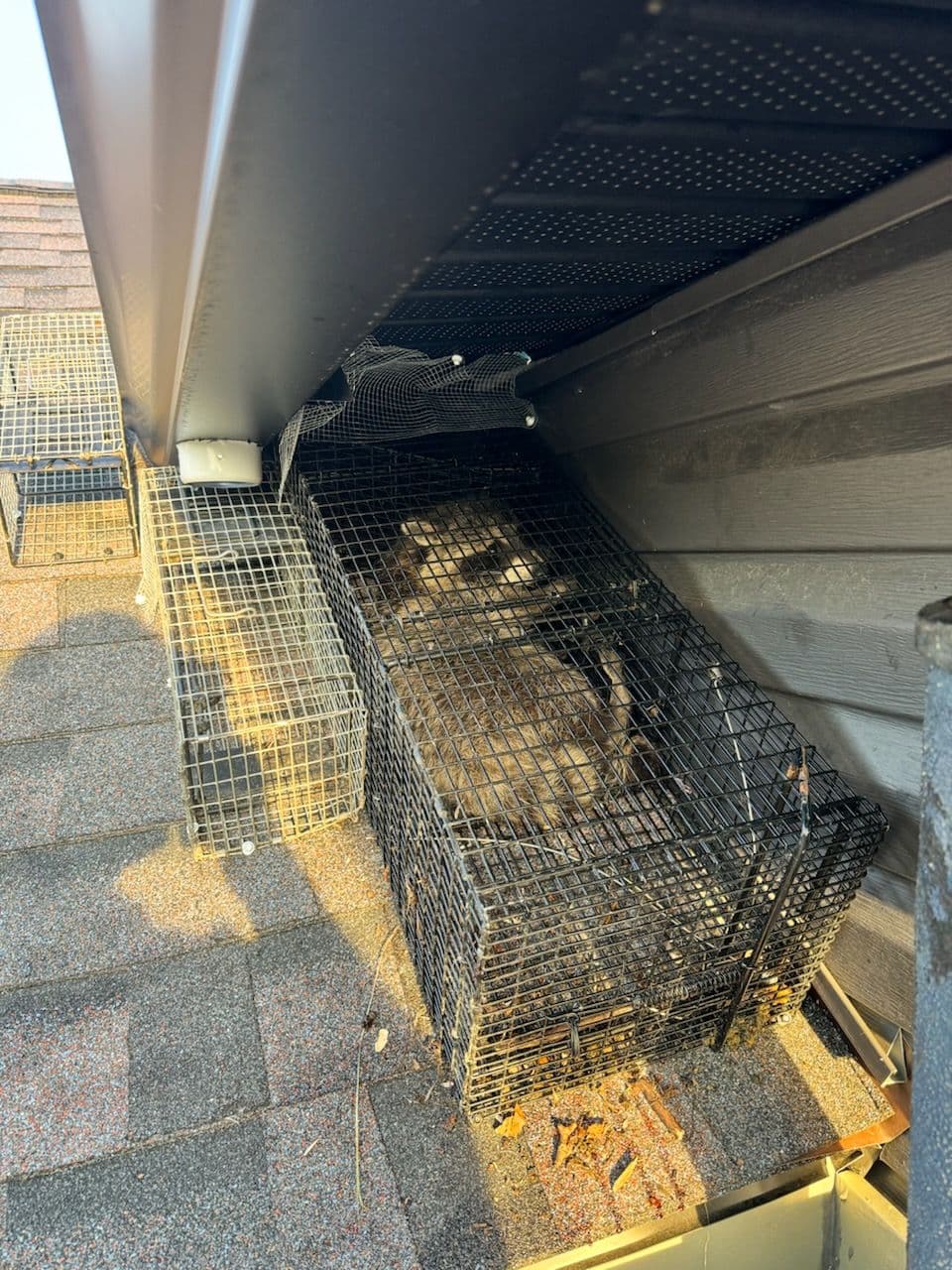 Raccoon Removal Expertise in Delaware Ohio image