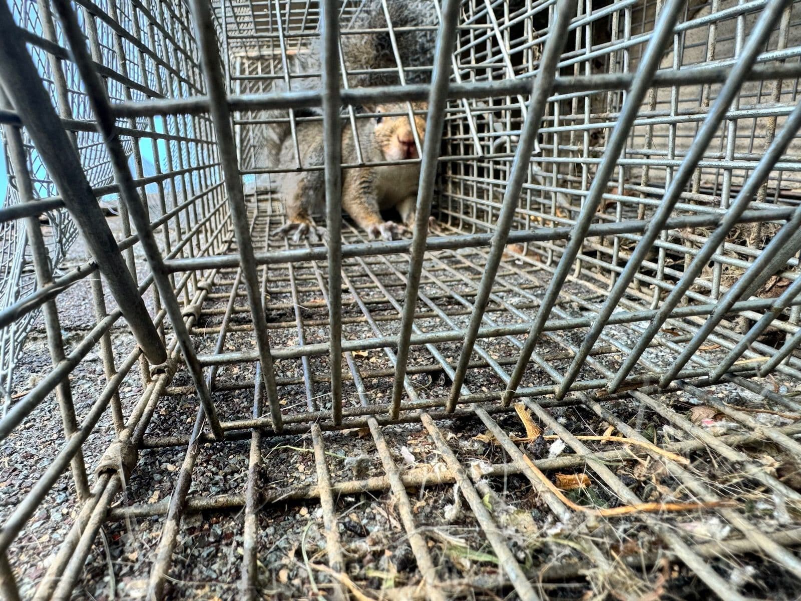 Successful Squirrel Removal in Sunbury Ohio image