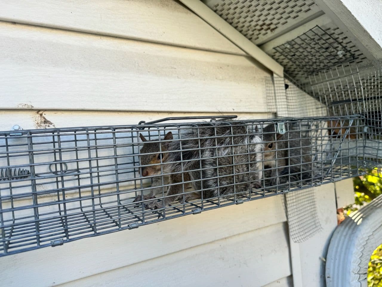 Same-Day Squirrel Removal Success in Delaware Ohio image