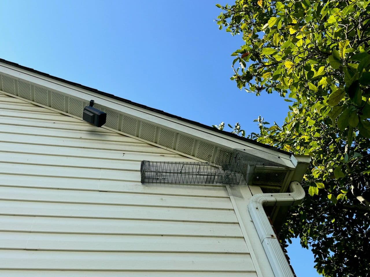Gallery photos for Same-Day Squirrel Removal Success in Delaware Ohio: Image #1