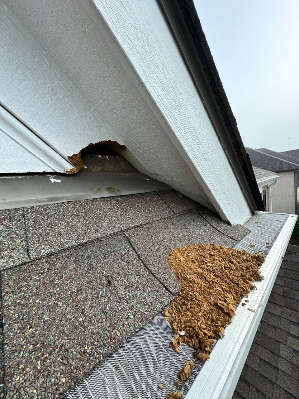 Squirrel Damage Repair in Westerville Ohio image