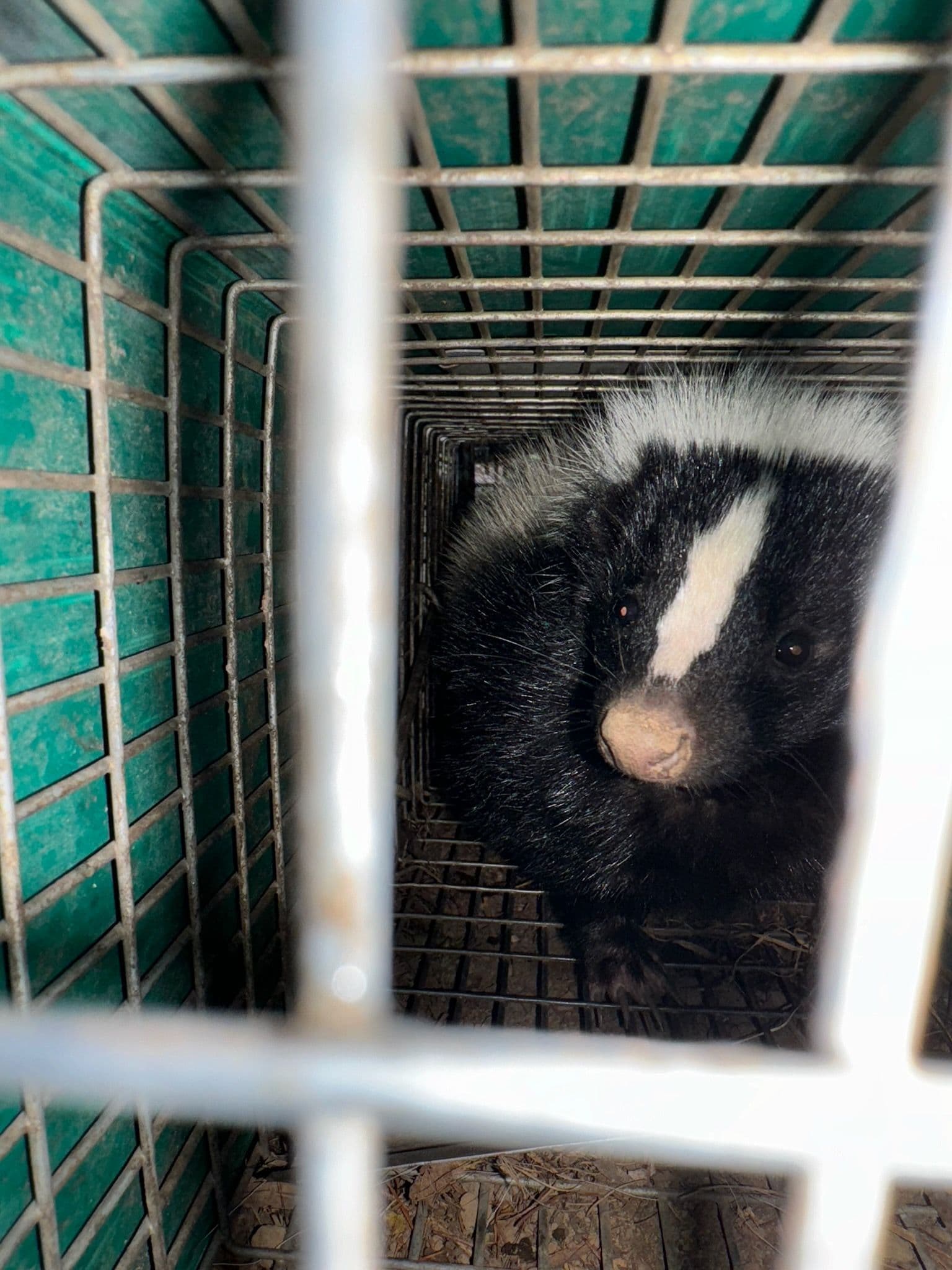 Project Safe Skunk Removal in Lexington image