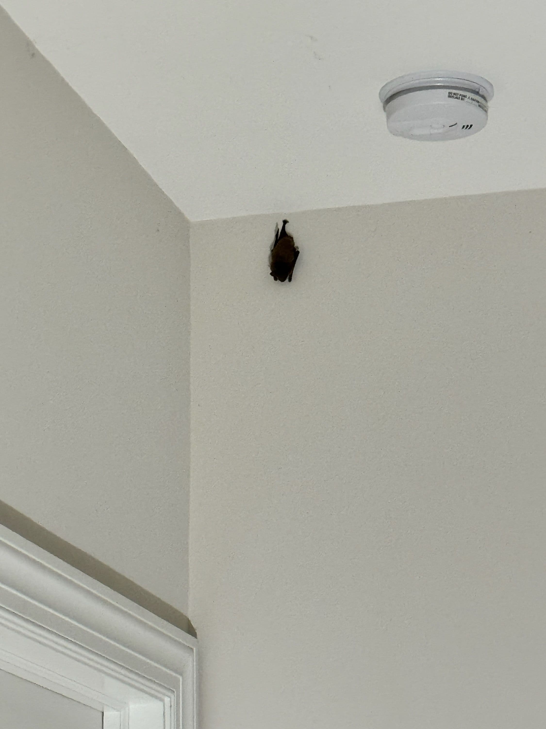 Project Surprise Holiday Bat Removal in Powell image