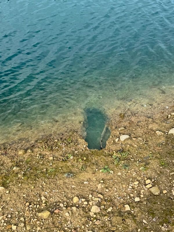 Gallery photos for Restoring Pond Integrity by Addressing Muskrat Damage in Mount Vernon: Image #1